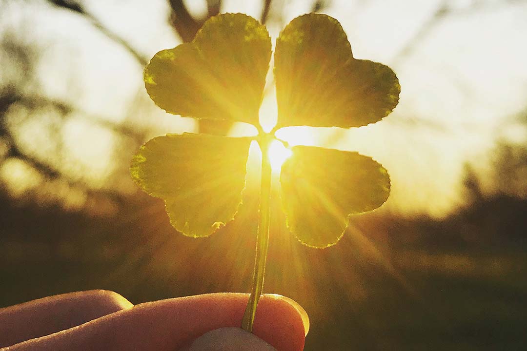 Nahaufnahme eines Kleeblattes im Sonnenaufgang